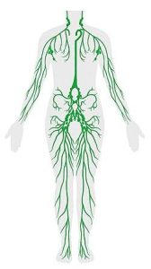 Come funziona il sistema linfatico e perché è fondamentale