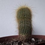 Riflessologia plantare: mappe e collegamenti con gli organi