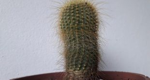 Riflessologia plantare: mappe e collegamenti con gli organi