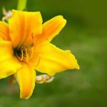 Erbe amare: digestione, fegato e tradizioni erboristiche