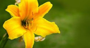 Erbe amare: digestione, fegato e tradizioni erboristiche