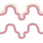 Microbiota intestinale: il secondo cervello del nostro corpo