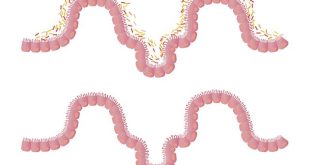 Microbiota intestinale: il secondo cervello del nostro corpo