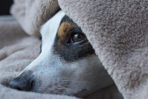 La melatonina: oltre il sonno, effetti su immunità e invecchiamento