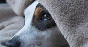 La melatonina: oltre il sonno, effetti su immunità e invecchiamento