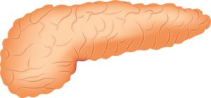 Il sistema endocrino: ghiandole e ormoni spiegati semplicemente