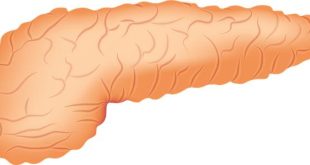 Il sistema endocrino: ghiandole e ormoni spiegati semplicemente