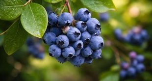 Coenzima Q10: antiossidante naturale e ruolo nel cuore